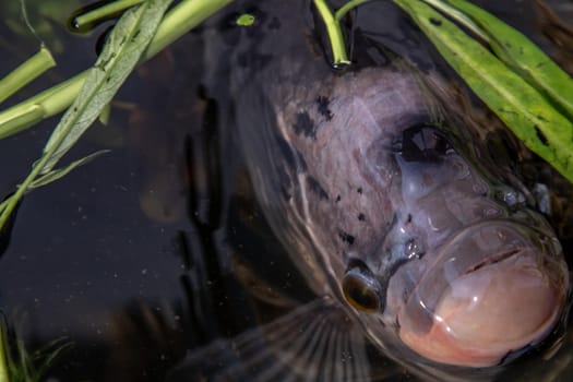 Closeup freshwater fish Osphronemus goramy or Giant gourami fish in water. Selective focus, Motion blur image.