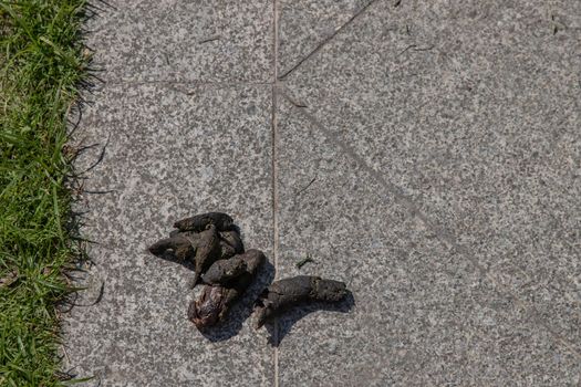 Dog feces dry on the ground street. dog on floor, Dog shit on the street, Concept of picking up dog waste shit, cleaning city urban environment. No focus, specifically.