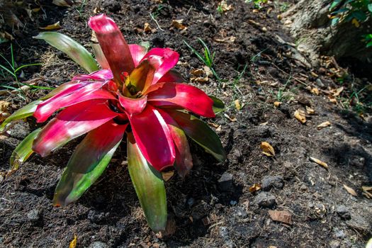 Beautiful shape Neoregelia Carolinae for decoration in garden. Flowering Plant, Space for text, Selective focus.