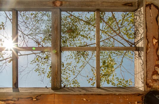 Green leaves on the old wooden battens roof structure of the outdoor vegetable garden. Selective focus.