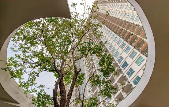 Bangkok, Thailand - Dec 09, 2020 : A big tree in the middle of building in summer time. Building design for green living concept. Environmental friendly building design. Ecology concept. Selective focus.