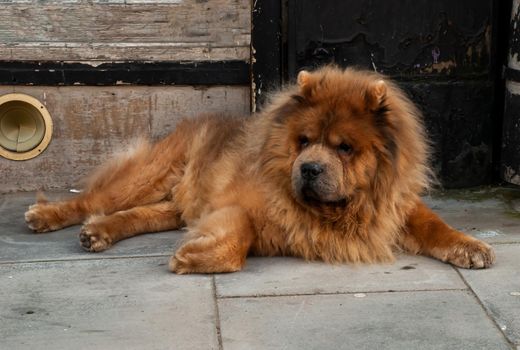 Brown chow chow sad dog lies on the doorstep of the house awaiting the arrival of the owner. No focus, specifically.