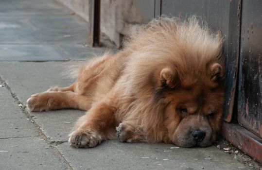 Brown chow chow sad dog lies on the doorstep of the house awaiting the arrival of the owner. No focus, specifically.