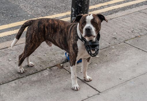 A pit bull  terrier dog tie up to rope with steel pole along the road. Ferocious dog, No focus, specifically.