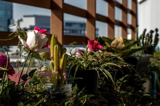 Flower pot filled with Flowers planted on a sunny balcony, flower background.