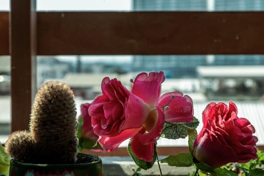 Flower pot filled with Flowers planted on a sunny balcony, flower background. No focus, specifically.