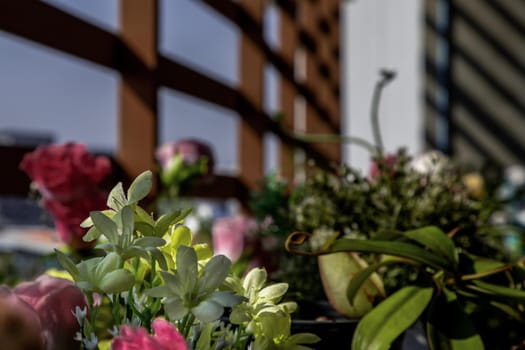 Flower pot filled with Flowers planted on a sunny balcony, flower background. No focus, specifically.