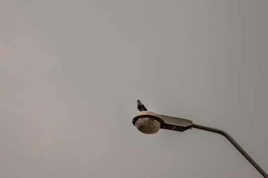 Low Angle View Of Gray Street Lamp With Pigeons Perching with the dark sky in the background, Writing area, Background.