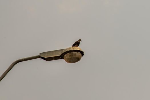 Low Angle View Of Gray Street Lamp With Pigeons Perching with the dark sky in the background, Writing area, Background.