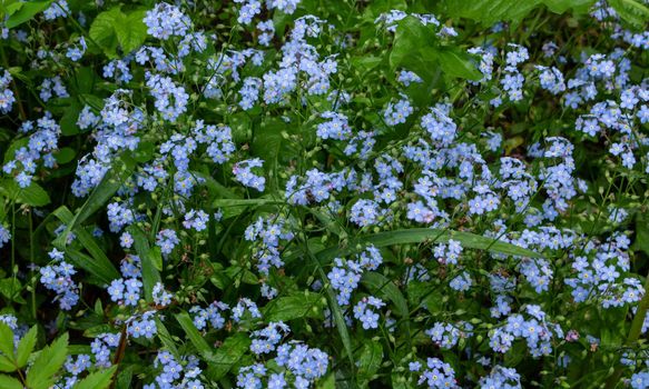 Meadow plant background: blue little flowers - forget-me-not close up and green grass