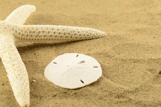 A starfish and sand dollar at the beach.