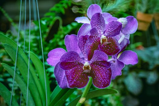 Beautiful tropical purple branch of orchid flower phalaenopsis from family Orchidaceae on garden background.Selective focus.Phalaenopsis petals macro view, shallow depth of.There is place for text.