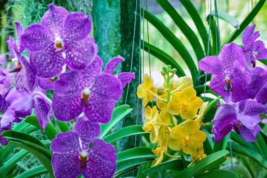 Beautiful tropical purple and yellow branchs of orchid flower phalaenopsis from family Orchidaceae on garden background.A beautiful orchid plant in nature.Selective focus.Women's Day, Flower Card