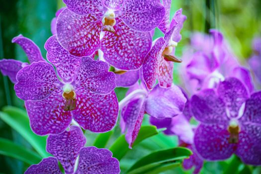 Beautiful tropical purple branch of orchid flower phalaenopsis from family Orchidaceae on garden background.A beautiful orchid plant in nature.Selective focus.Holiday, Women's Day, Flower Card, beauty