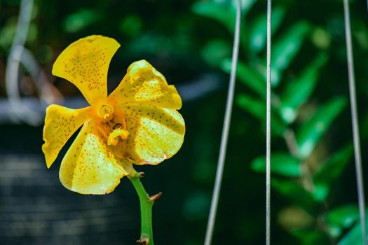 Beautiful tropical yellow branch of orchid flower phalaenopsis from family Orchidaceae on garden background.Selective focus.Phalaenopsis petals macro view, shallow depth of.There is place for text.