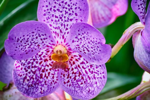 Beautiful tropical purple branch of orchid flower phalaenopsis from family Orchidaceae on nature background.A beautiful orchid plant in nature.Selective focus.Holiday, Women's Day, Flower Card, beauty