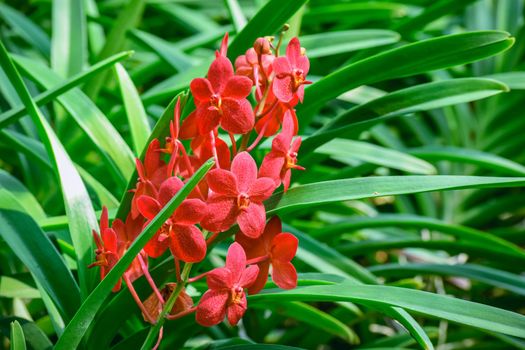 Beautiful tropical red branch of orchid flower phalaenopsis from family Orchidaceae on garden background.Selective focus.Phalaenopsis petals macro view, shallow depth of.There is place for text.