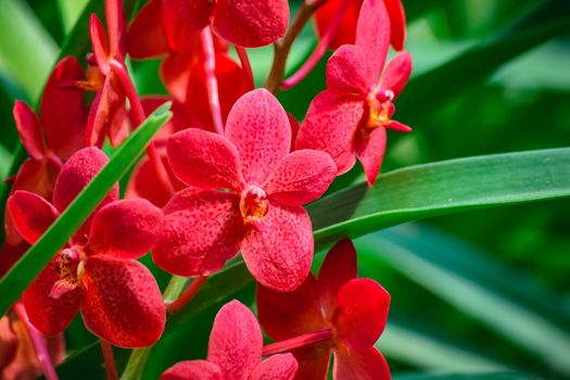 Beautiful tropical red branch of orchid flower phalaenopsis from family Orchidaceae on nature background.Selective focus.Phalaenopsis petals macro view, shallow depth of.There is place for text.