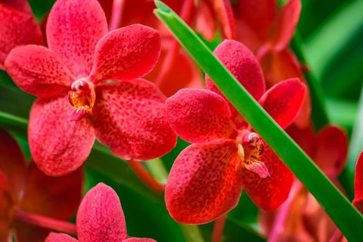 Beautiful tropical red branch of orchid flower phalaenopsis from family Orchidaceae on garden background.A beautiful orchid plant in nature.Selective focus.Holiday, Women's Day, Flower Card, beauty