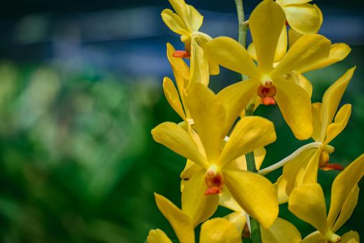 Beautiful tropical yellow branch of orchid flower phalaenopsis from family Orchidaceae on nature background.Selective focus.Phalaenopsis petals macro view, shallow depth of.There is place for text.