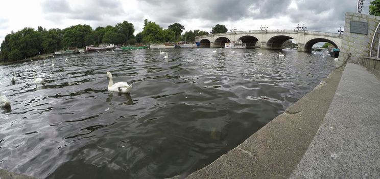 LONDON, ENGLAND - 15 July 2017: Big boat and swans in front of it in Kingston, London, UK