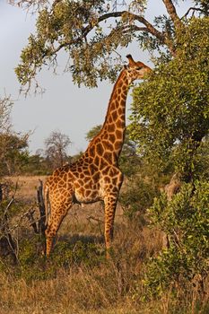 A bull giraffe (Giraffa camelopardalis) browsing in the Kruger National Park, South Africa.