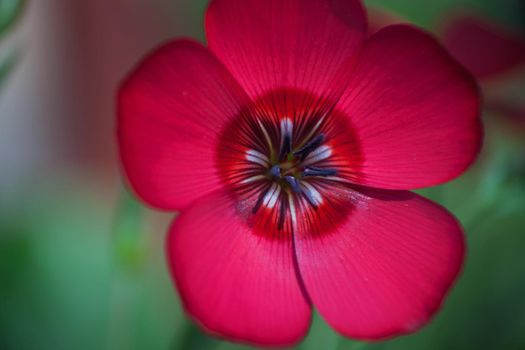 Phlox drummondii, also known as Drummond Phlox or Annual Phlox is endemic to Texas but is now widely used as ornamental plants.