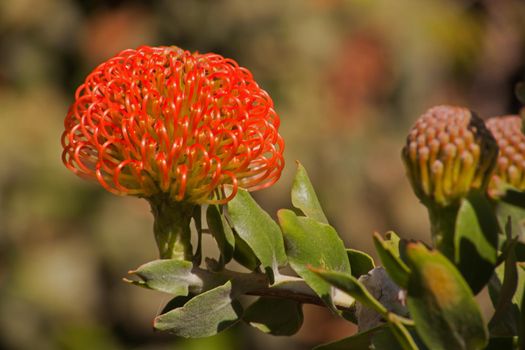 The Nodding Pincushion (Leucospermum cordifolium) is endemic to South Africa but will be great in any Mediterranean garden