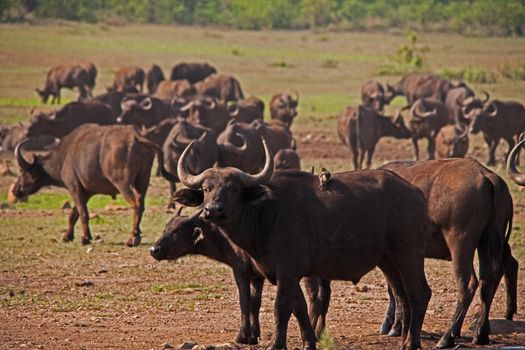 A herd of Cape Buffalo (Syncerus caffer) in Kruger National Park. South Africa