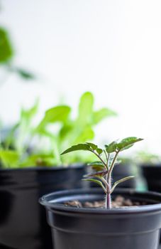 Close-up of seedlings of green small thin leaves of a tomato plant in a container growing indoors in the soil in spring. Seedlings on the windowsill