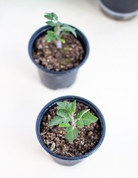 Close-up of seedlings of green small thin leaves of a tomato plant in a container growing indoors in the soil in spring. Seedlings on the windowsill