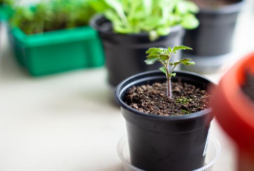 Close-up of seedlings of green small thin leaves of a tomato plant in a container growing indoors in the soil in spring. Seedlings on the windowsill