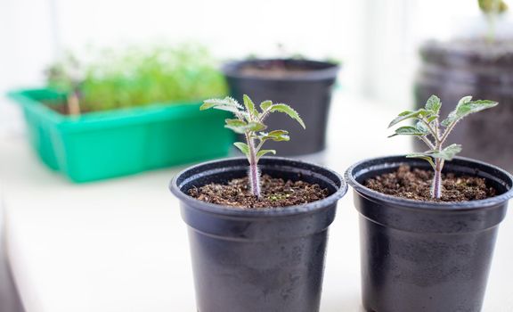 Close-up of seedlings of green small thin leaves of a tomato plant in a container growing indoors in the soil in spring. Seedlings on the windowsill