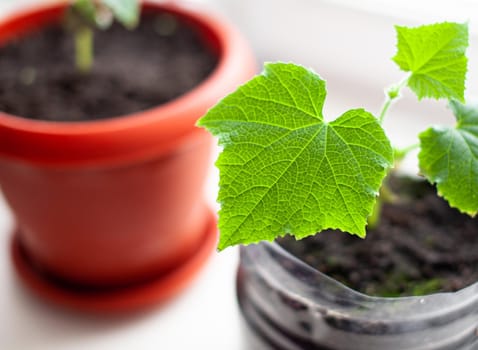 Seedlings of cucumbers and plants in flower pots near the window, a green leaf close-up. Growing food at home for an ecological and healthy lifestyle. Growing seedlings at home in the cold season