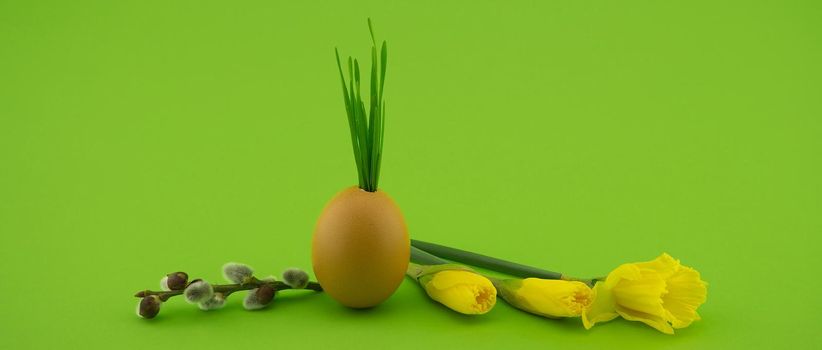 Creative Easter holiday or spring banner with wheat seedlings growing from eggshells, yellow flowers and pussy willow branch over a green background with free copy space for text