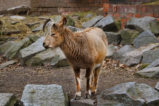 Close-up of an adult ibex with long horns