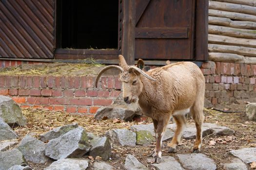 Close-up of an adult ibex with long horns