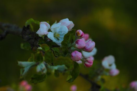 Blooming branch of apple tree in spring in the garden