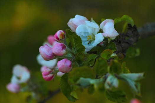 The apple tree branch blooms in the garden in spring
