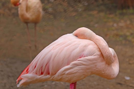 View of a beautiful pink flamingo. She hid her head under the wing