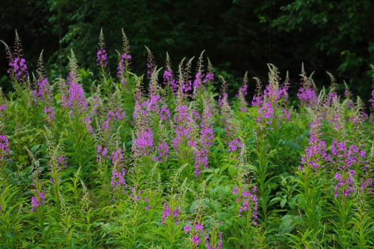 View of a flowering plant in the spring in the forest