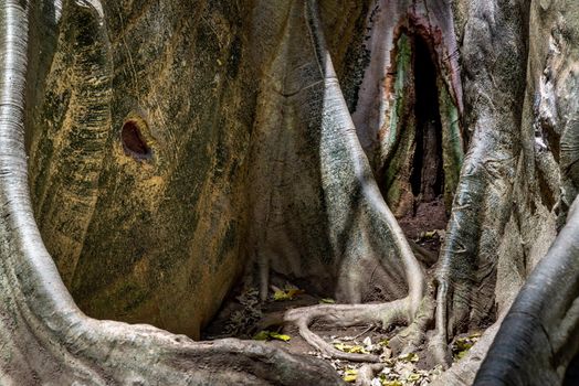 Details of The image of The largest and highest giant tree  in Ban Sanam of Uthai Thani Province, Thailand, nature background, Selective focus.
