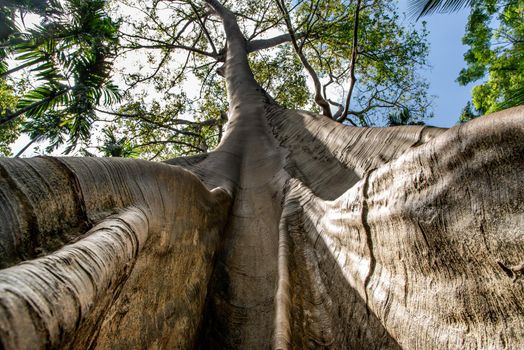 The image of The largest and highest giant tree  in Ban Sanam of Uthai Thani Province, Thailand, shot from bottom up, nature background, Selective focus.