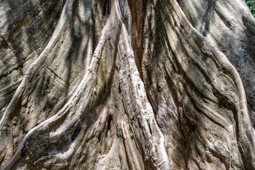 Details of The image of The largest and highest giant tree  in Ban Sanam of Uthai Thani Province, Thailand, nature background, Selective focus.