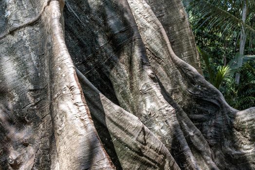 Details of The image of The largest and highest giant tree  in Ban Sanam of Uthai Thani Province, Thailand, nature background, Selective focus.
