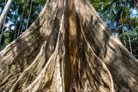 Details of The image of The largest and highest giant tree  in Ban Sanam of Uthai Thani Province, Thailand, nature background, Selective focus.