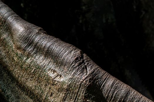Details of The image of The largest and highest giant tree  in Ban Sanam of Uthai Thani Province, Thailand, nature background, Selective focus.
