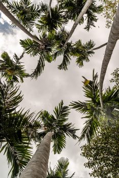 A beautiful shot of a trees from the bottom up against the sky, Low angle shot - great for a creative wallpaper.