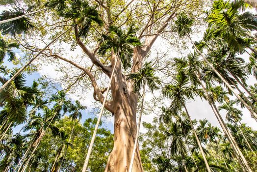 The image of The largest and highest giant tree  in Ban Sanam of Uthai Thani Province, Thailand, nature background, Selective focus.