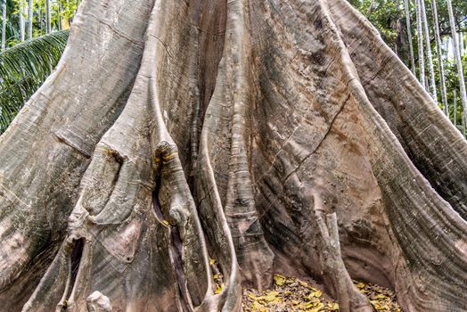 Details of The image of The largest and highest giant tree  in Ban Sanam of Uthai Thani Province, Thailand, nature background, Selective focus.